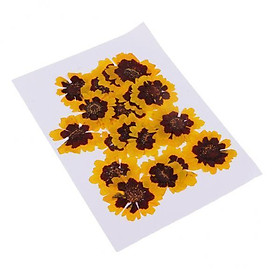 2x 20pcs Natural Dried Pressed Flower for Birthday Gift, Party Favor