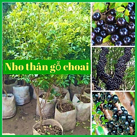 Mua Cây nho thân gỗ choai cao 70-90 cm tán rộng bầu to