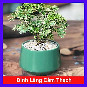 Cây Đinh Lăng Cẩm Thạch - cây cảnh để bàn + tặng phân bón cho cây mau lớn