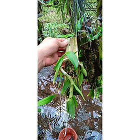 Hoa Phong Lan Phi Điệp Trắng Thái