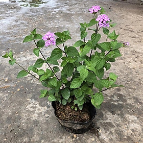 CÂY HOA NGŨ SẮC MÀU Vàng , cam, tím ra hoa quanh năm  cây sẵn hoa như hình