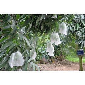 Mua TÚI BỌC TRÁI CÂY  XOÀI 50 TÚI CÓ DÂY RÚT 16x20CM