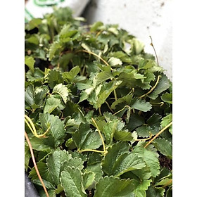 Mua Cây giống dâu tây hana cấy mô chịu nhiệt tốt cho quả ngọt