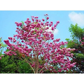 COMBO 5 CÂY GIỐNG CÂY KÈN HỒNG  , CÂY SIÊU ĐẸP