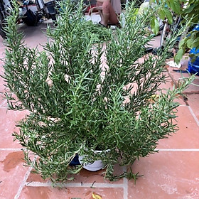 Mua Cây hương thảo size đại (ảnh thât) -rosemary - cây gia vị với hương thơm dịu nhẹ  vừa đuổi muỗi lại giúp thư giãn