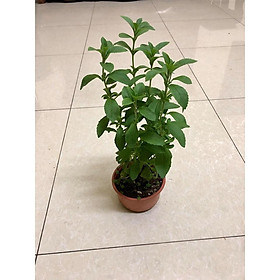Cây cỏ ngọt - cây dược liệu -Không giao dc 19 tỉnh Miền Nam