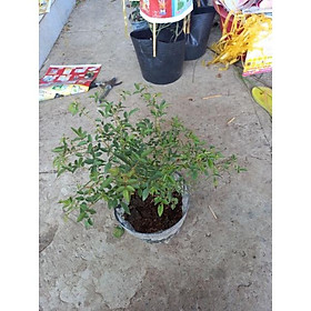 Hoa hồng trắng bạch trà, hồng ngoại, hồng bụi, thân lùn, nguyên bản
