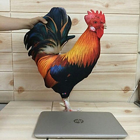 Mua Gối ôm.3d con gà trống 50cm