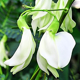 Mua Hạt giống so đũa RADO 102 (2g/gói) | Bông màu Trắng và nhiều bông | Điền thanh hoa lớn | Sesbania grandiflora Pers
