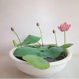 Mua củ sen giống mini nhật đủ màu