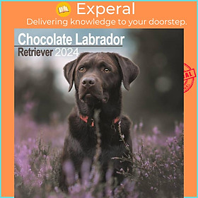 Sách - Chocolate Labrador Retriever Calendar 2024  Square Dog Breed Wall Calendar - 16 Month by  (UK edition, paperback)