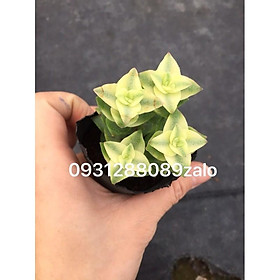 Cây xiên thịt var nhiều đầu