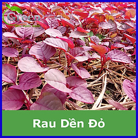 Mua Hạt Giống Rau Dền Đỏ Mềm Ngon - 20 Gam