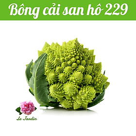 Hạt giống bông cải san hô 229 gói 1gr