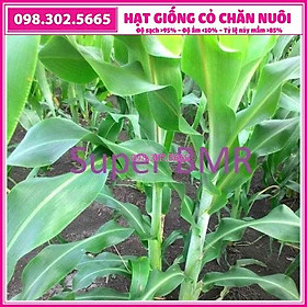 200g hạt giống cỏ cao lương SUDAN SUPER BMR