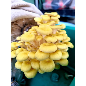 Mua PHÔI NẤM HOÀNG KIM