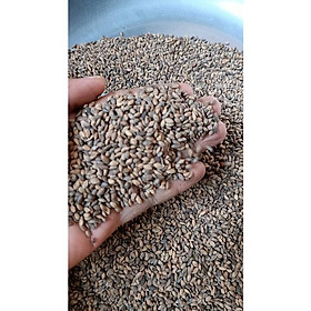 Mua 100gram hạt thông caribe