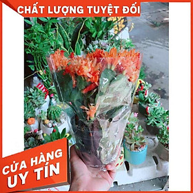 Chậu hoa quỳnh Nhiều Người Mua