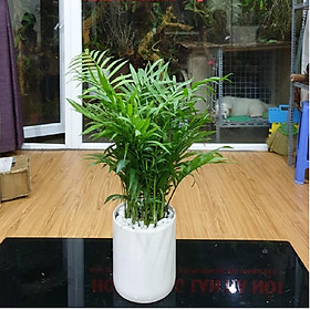 Cau Tiểu Châm