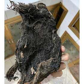 Mua Rễ bèo dùng để chiết cành 1 kg