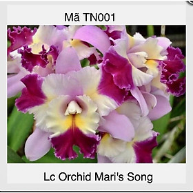 Mua Hoa Lan Cattleya TN001 màu trắng tím - cây con