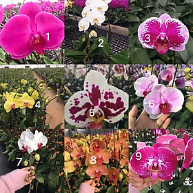 Mua Hoa Lan Hồ Điệp Nhiều Màu - Cây Giống