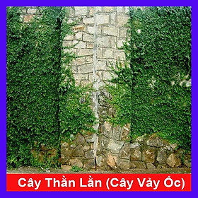 Cây vảy ốc - cây thằn lằn leo tường - cây cảnh vườn + tặng phân bón cho cây