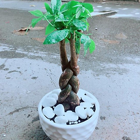 Mua Chậu Cây Kim Ngân Thắt Bính 3 Thân