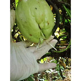 Mua 5 quả SuSu giống.