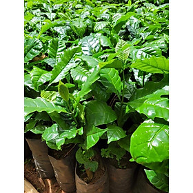 Cây Cà Phê giống Arabica.(cam kết chuẩn giống)