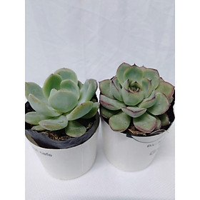 Mua Sen đá 2 cây bầu xinh  chọn ngẫu nhiên