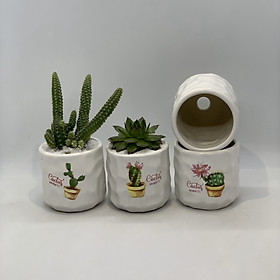 Bộ 4 Chậu Sứ - 7x7x7 Cm - Mầu Trắng – Dáng Trụ - Chậu Gốm Bát Tràng Trồng Cây Mini Để Bàn, Sen Đá, Xương Rồng, Cây Cẩm Nhung (Fittonia, May Mắn) & Tiểu Cảnh Terrarium