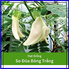 Hạt Giống Cây So Đũa Bông Trắng Dễ Trồng