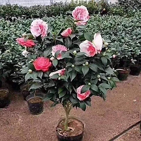 COMBO 10 cây giống hoa trà my ngũ sắc-cây giống rễ trần