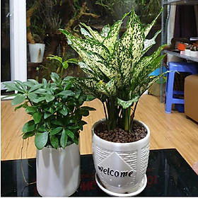Combo hai cây Ngũ Gia Bì, Ngọc Ngân