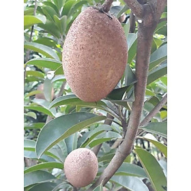 Cây Gióng Hồng Xiêm Xoài quả to
