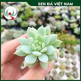 Sen Đá Baby Giống Mới, Sen Vỉ MINI 3-6cm, Hàng Trung Quốc Đã Thuần Khí Hậu Miền Bắc Khỏe Đẹp
