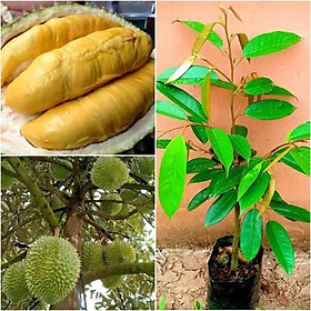 Cây giống sầu riêng Ri6 da xanh cơm vàng hạt lép