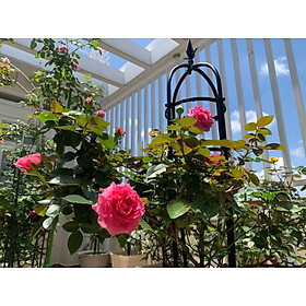 Khung trồng hoa hồng cao 120cm màu đen đường kính chậu 21cm bền trên 5 năm ở nhiệt độ ngoài trời