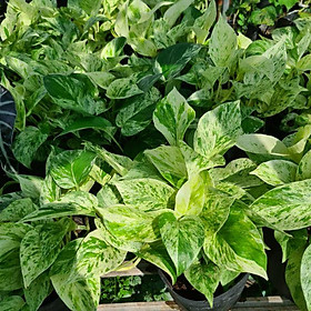 Cây trầu bà sữa (trầu bà cẩm thạch)