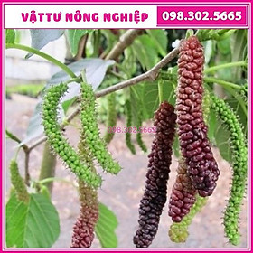 Mua Cây giống dâu trái dài Đài Loan