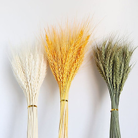 Mua Cành lúa mạch khô NHIỀU MÀU decor trang trí sử dụng chụp ảnh - Bông lúa mạch