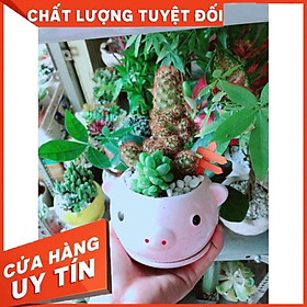 Chậu Xương Rồng-Sen Đá Nhiều Người Mua