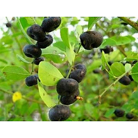 Mua CHUẨN Cây phèn đen 1kg cao cấp