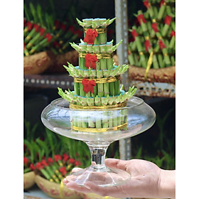 Chậu thuỷ tinh cây phát tài phú phú 4 tầng