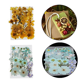 Natural Dried Flowers Combination DIY Pressed Herbarium Flower Decorative for Resin Jewelry Crafts Nail Stickers   Yellow + Light Blue