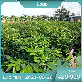Mua FreeshipCombo 2 cây xà cừ giống cao 60 cm Mua 4 tặng 1 cây bất kì