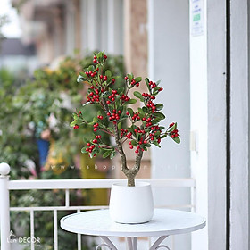 CHẬU CÂY ĐÀO ĐÔNG TRANG TRÍ - CC398