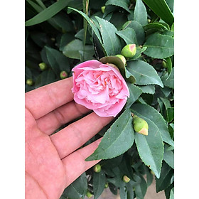 Mua Cây hoa trà my trưởng thành cao 60cm -0 8m (ảnh thật