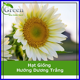 Mua Hạt Giống Hoa Hướng Dương Trắng (5H)